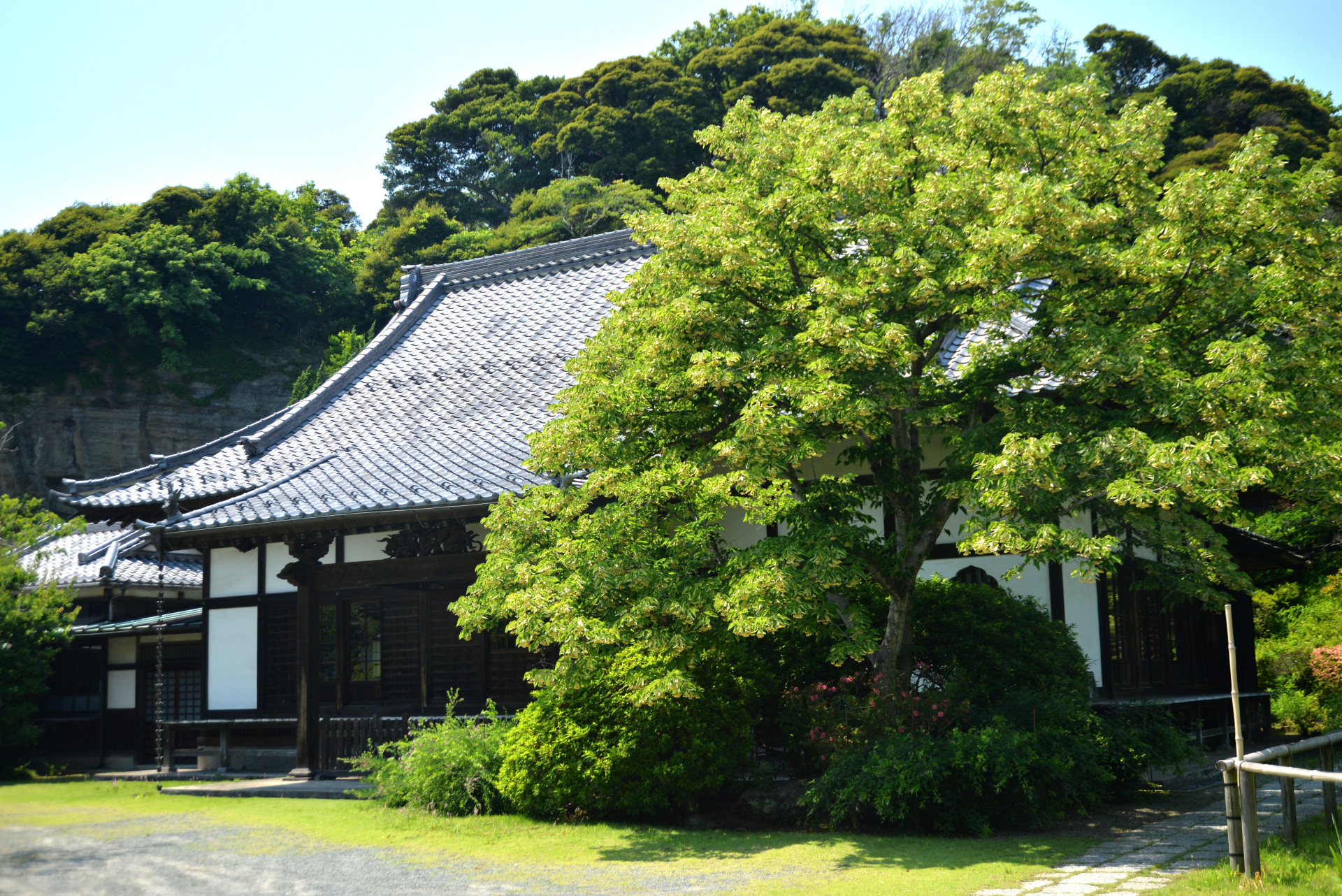 菩提樹の花咲く日本遺産「浄光明寺」へ【花のコラム】